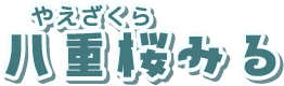 八重桜　みる